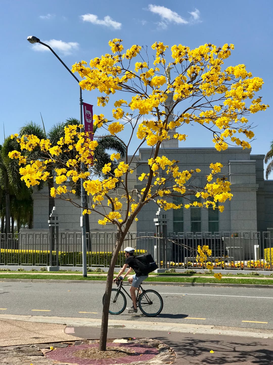 Brisbane Australia Temple exterior framed by a blooming yellow tree.