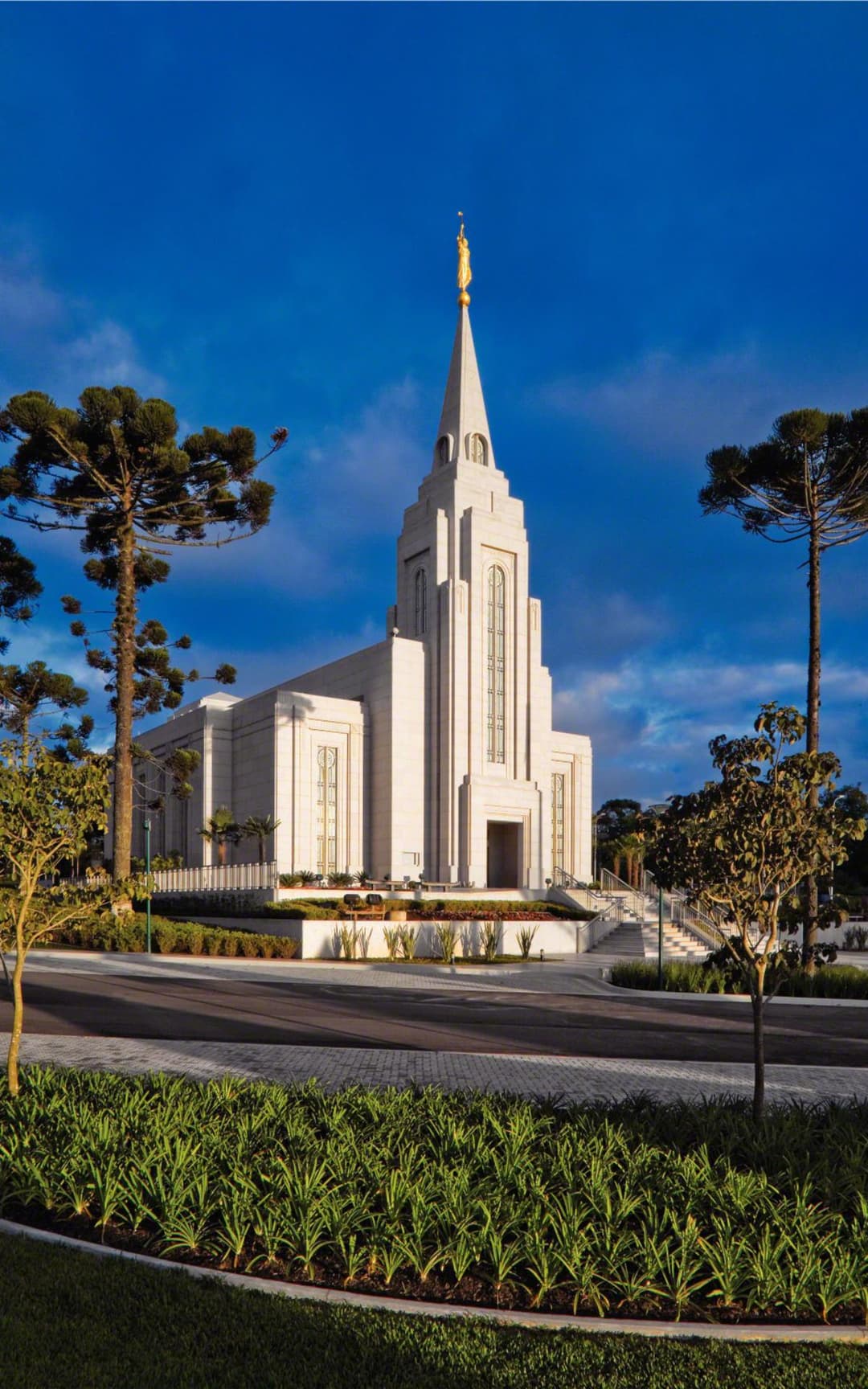 Daytime view of the Curitiba Brazil Temple framed by Araucaria trees.
