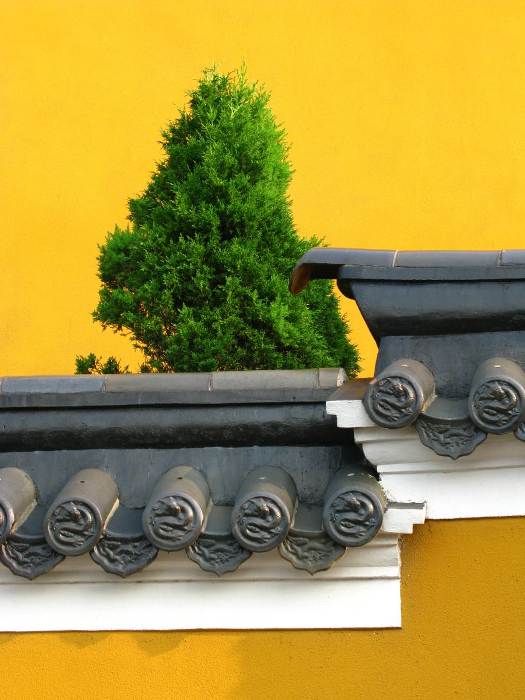 Detail of yellow temple wall with dark tile eaves and a green cypress tree.