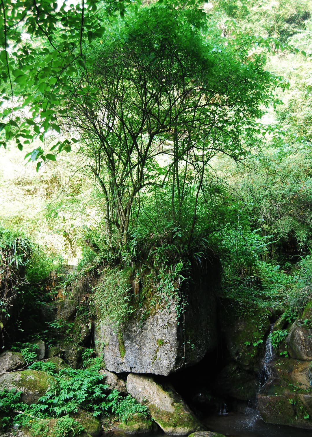 A traditional Taoist temple nestled among the trees.