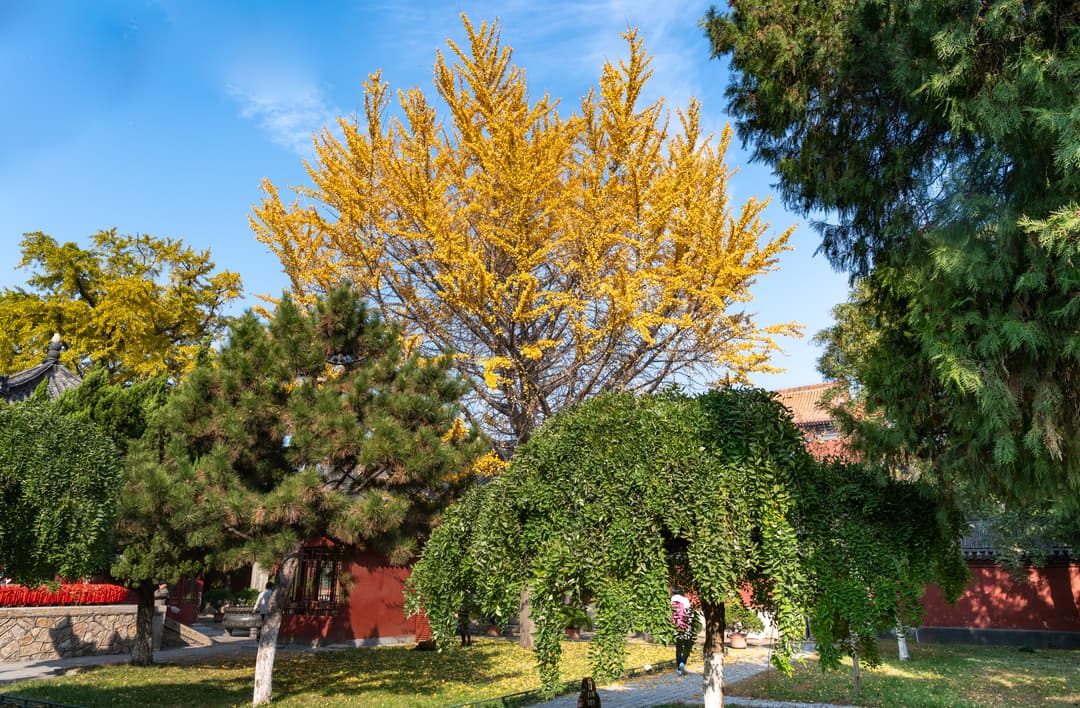 Golden ginkgo tree in the sunny courtyard garden of Dai Temple, Mount Tai.