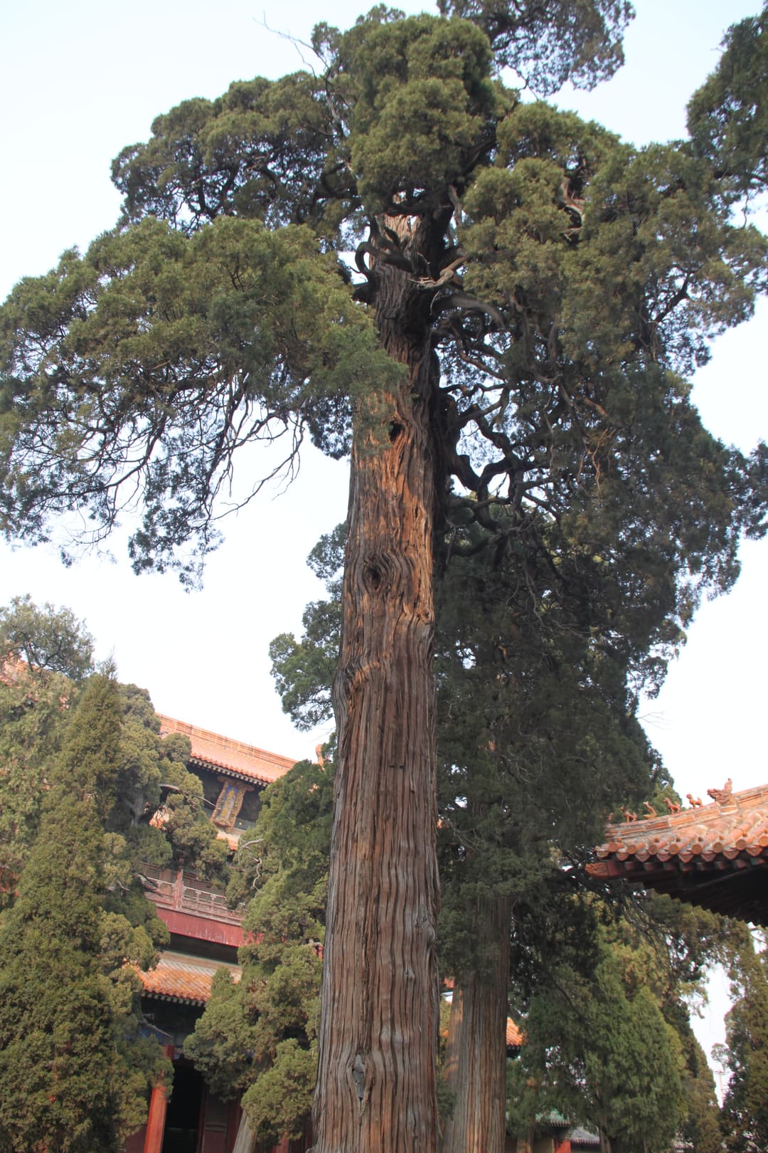 Low-angle view of an ancient cypress tree on the Confucius Temple grounds.