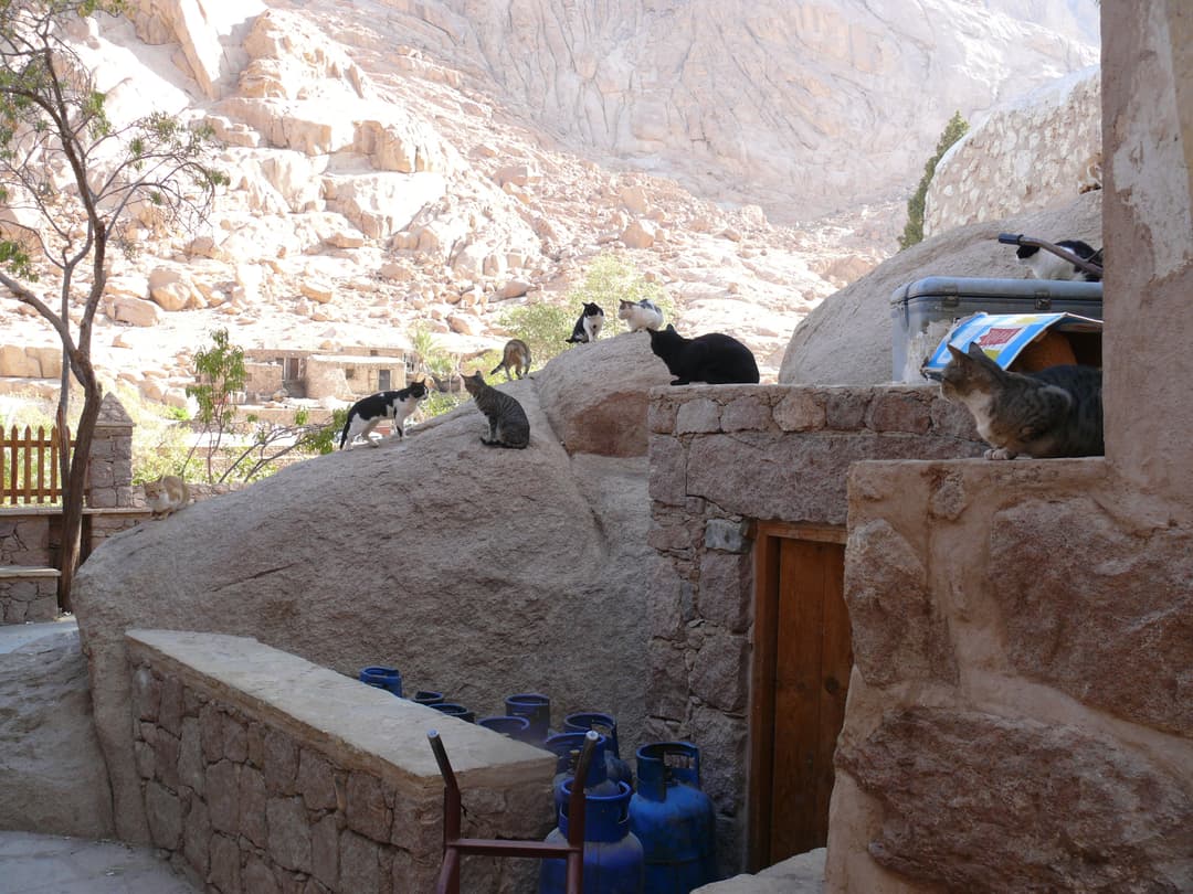 Cats on stone structures and granite boulders within the monastery grounds