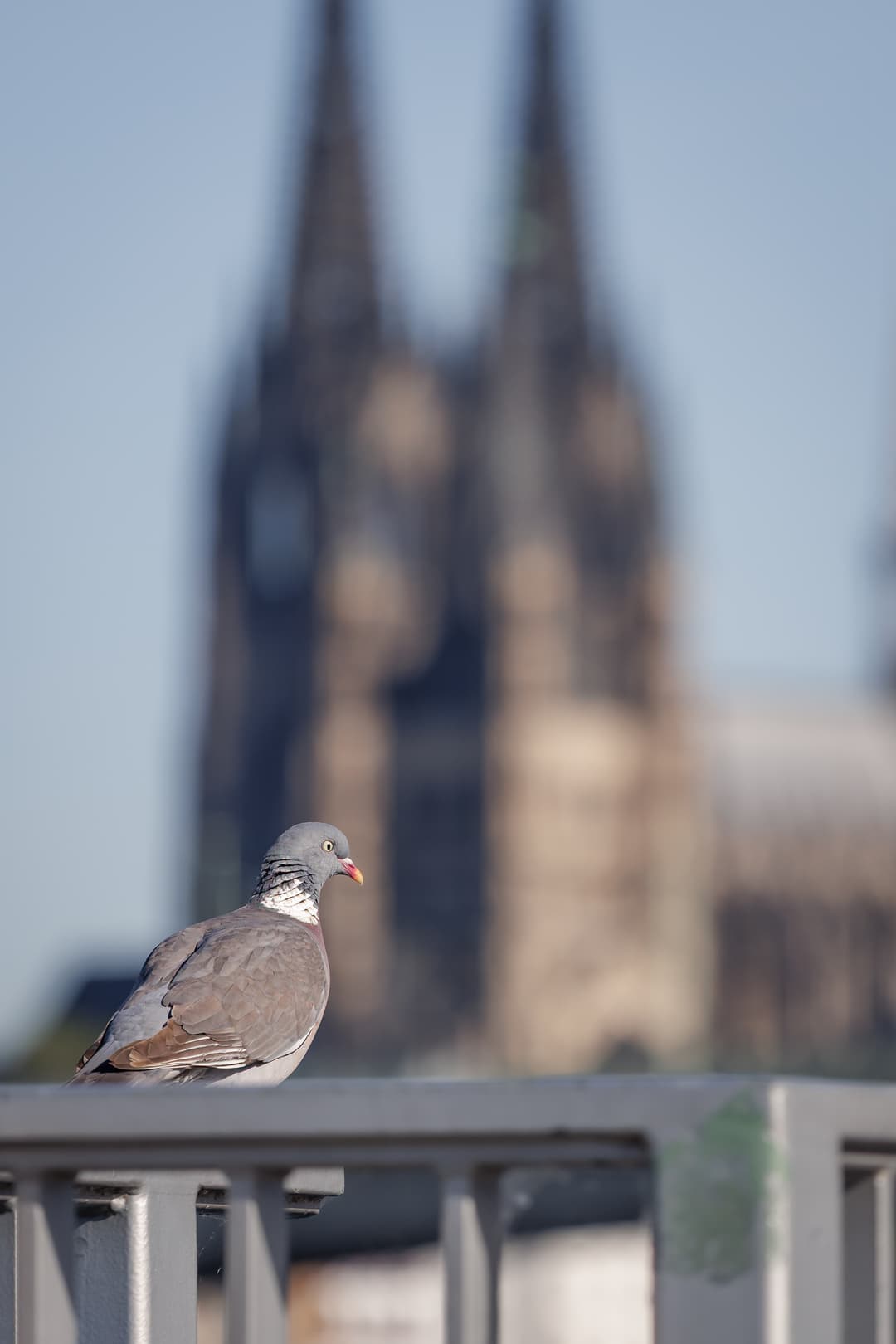 Pigeon perched before the blurred twin spires of Cologne Cathedral.