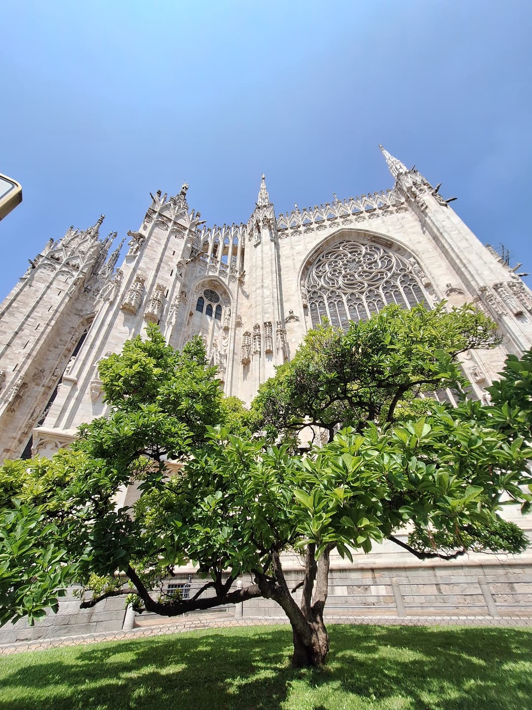Low-angle view of Milan Cathedral's apse behind a green tree