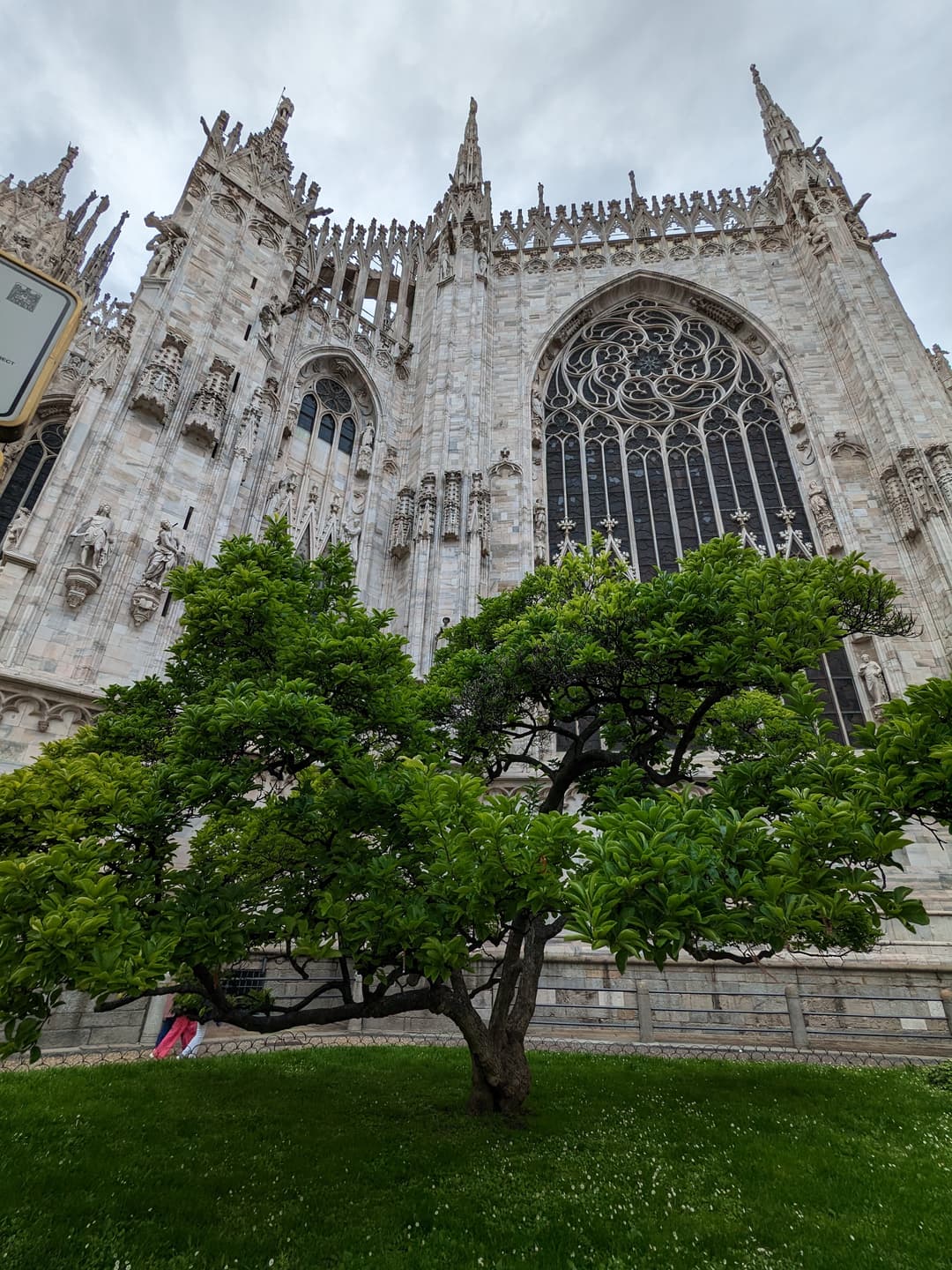 A tree on the grounds before the Gothic apse window of Milan Cathedral.
