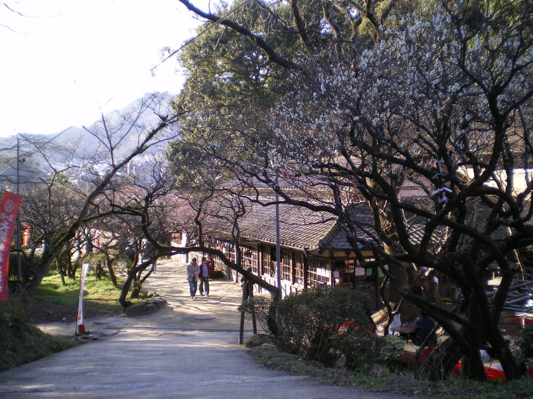 Path lined with blooming plum trees and teahouses at Dazaifu Tenman-gū.