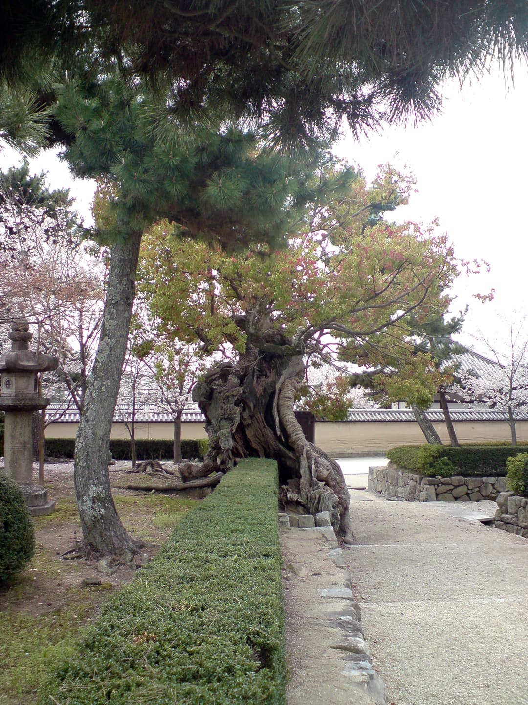 Ancient gnarled tree and stone lantern in the gardens of Hōryū-ji