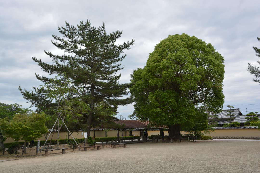 Gravel courtyard and mature trees within the Hōryū-ji grounds