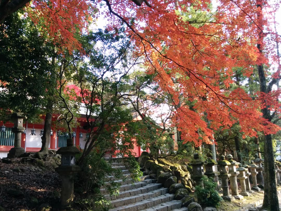 Stone steps and lanterns framed by autumn maples at Kasuga Grand Shrine