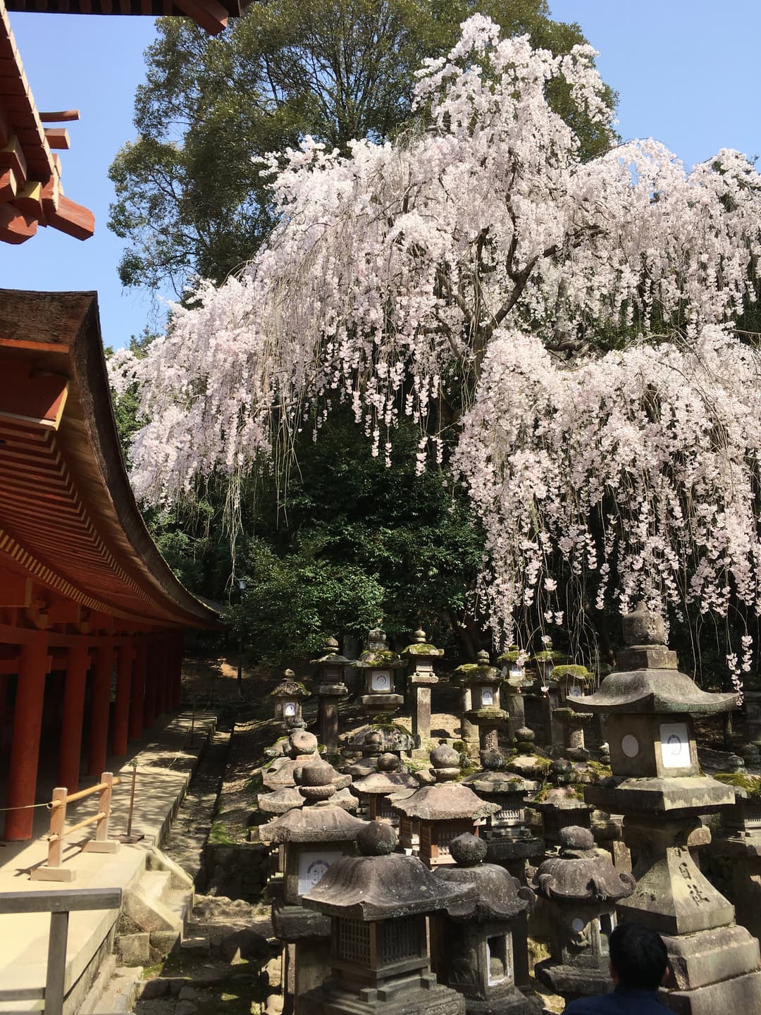 Stone lanterns beneath a weeping cherry tree beside the shrine corridor.