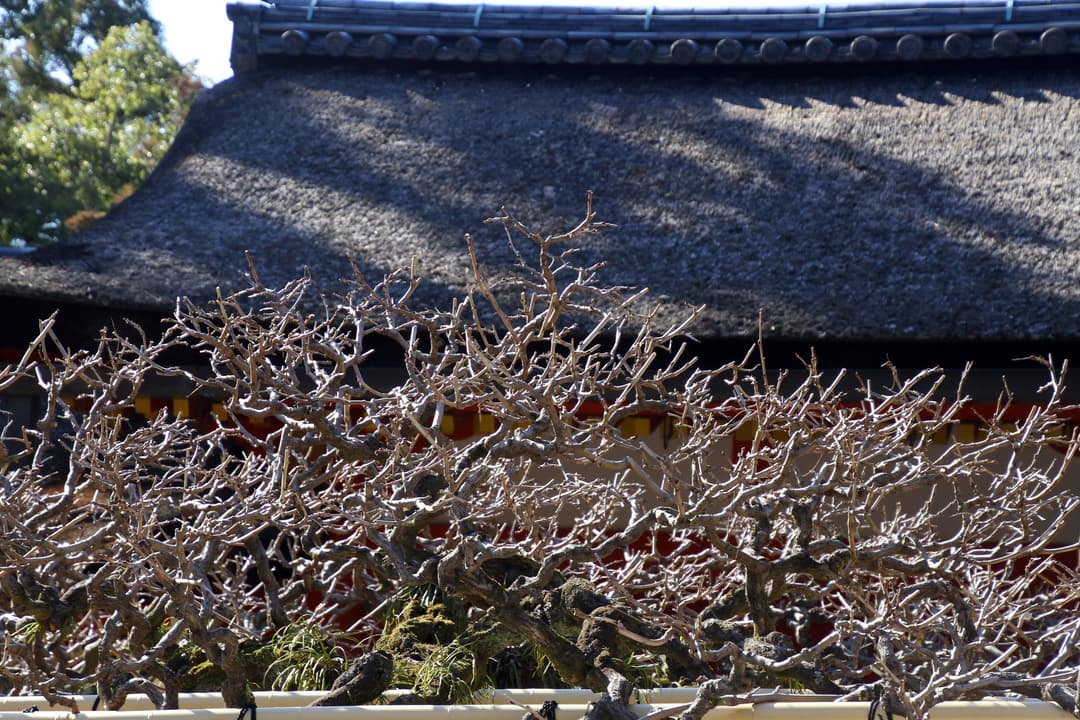 Bare branches framing a traditional thatched roof at Kasuga Grand Shrine