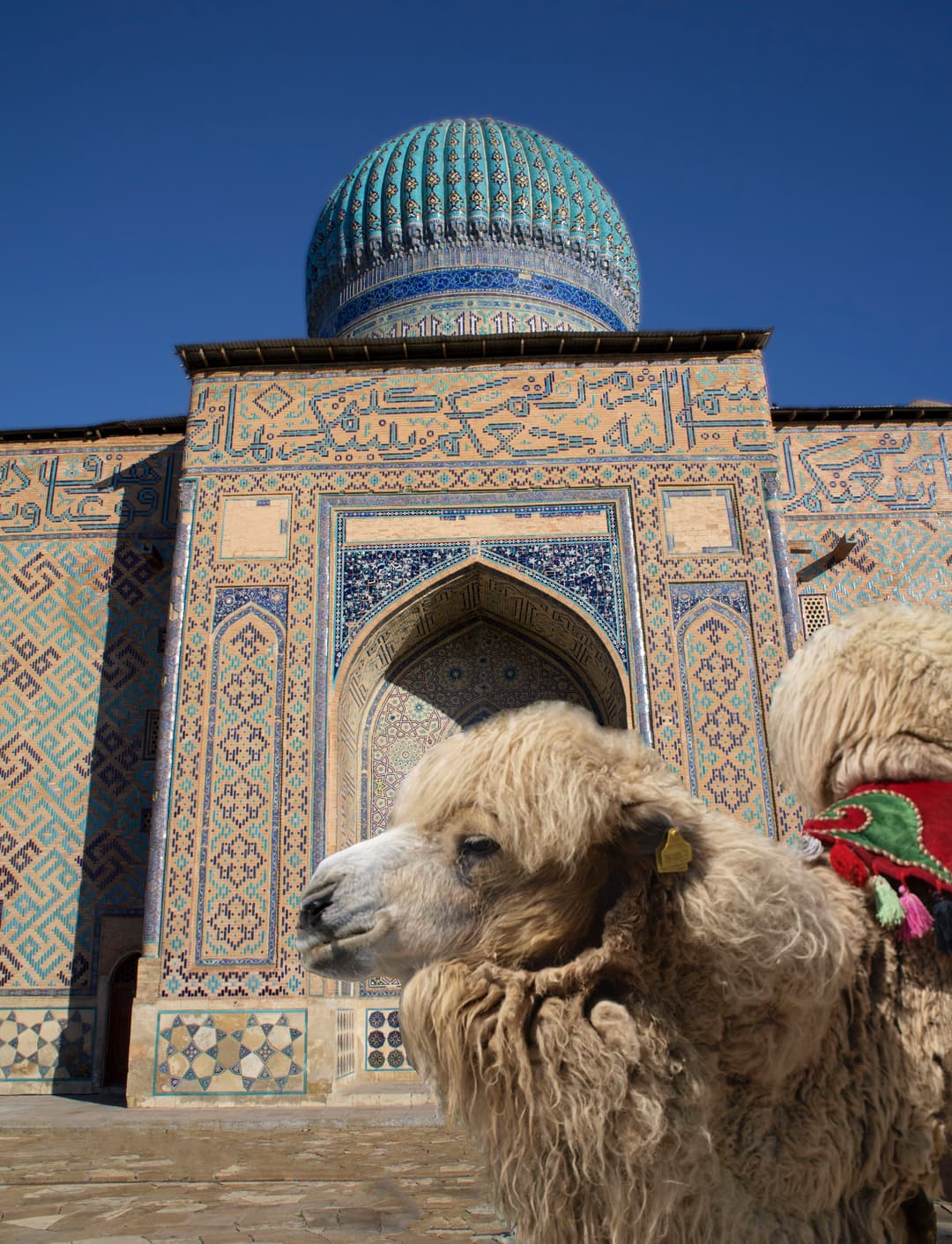 A camel before the turquoise ribbed dome and tiled facade of the mausoleum
