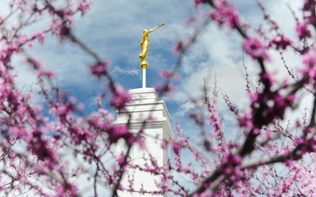 A agulha do templo e a estátua do Anjo Morôni emolduradas por flores cor-de-rosa.