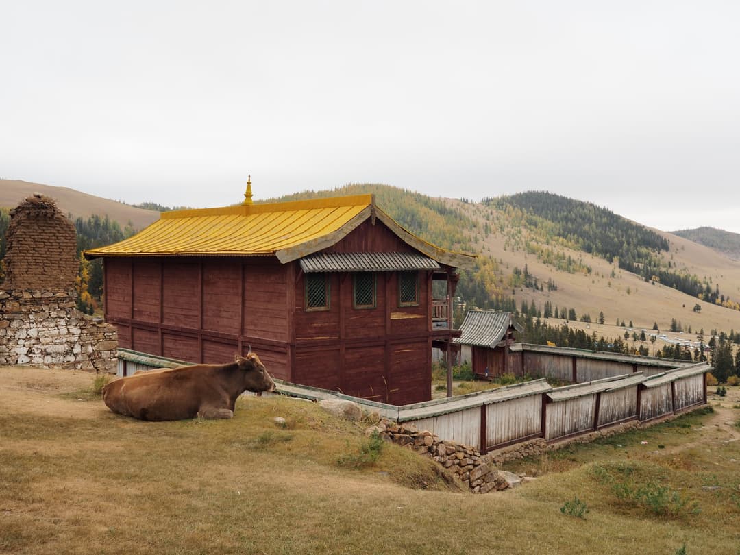 Restored temple with yellow roof and resting cow at Bogd Khan Uul.