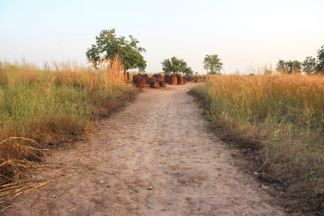 Dirt path leading toward laterite megaliths at Sine Ngayène