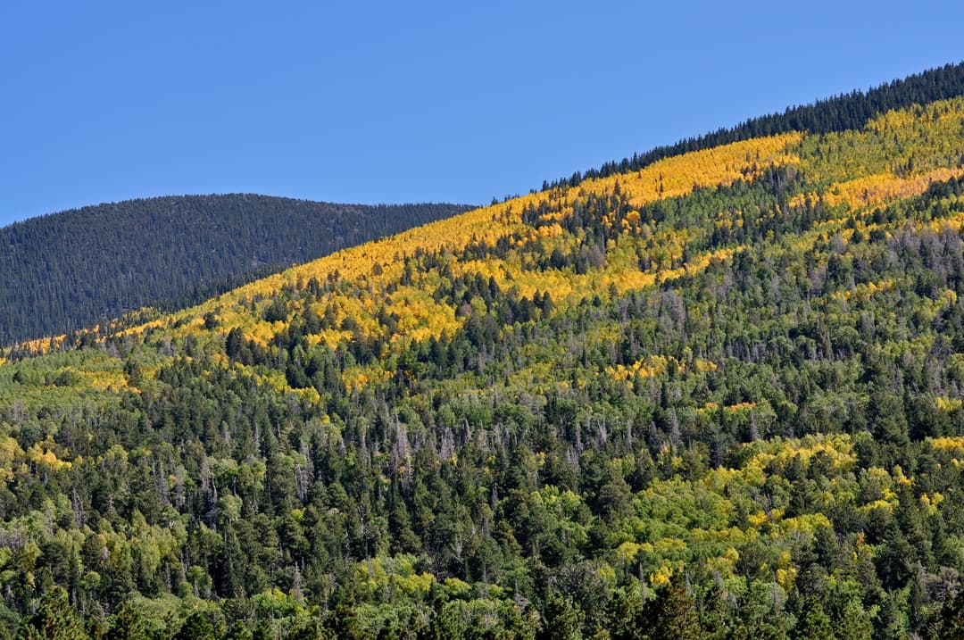 Daytime view of golden autumn aspens and green conifers on a mountain slope.