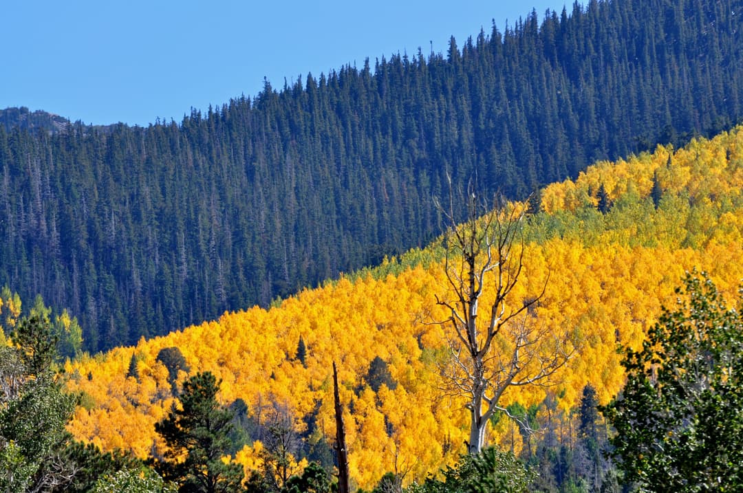 Golden aspens contrasting with dark conifers on a mountain slope.