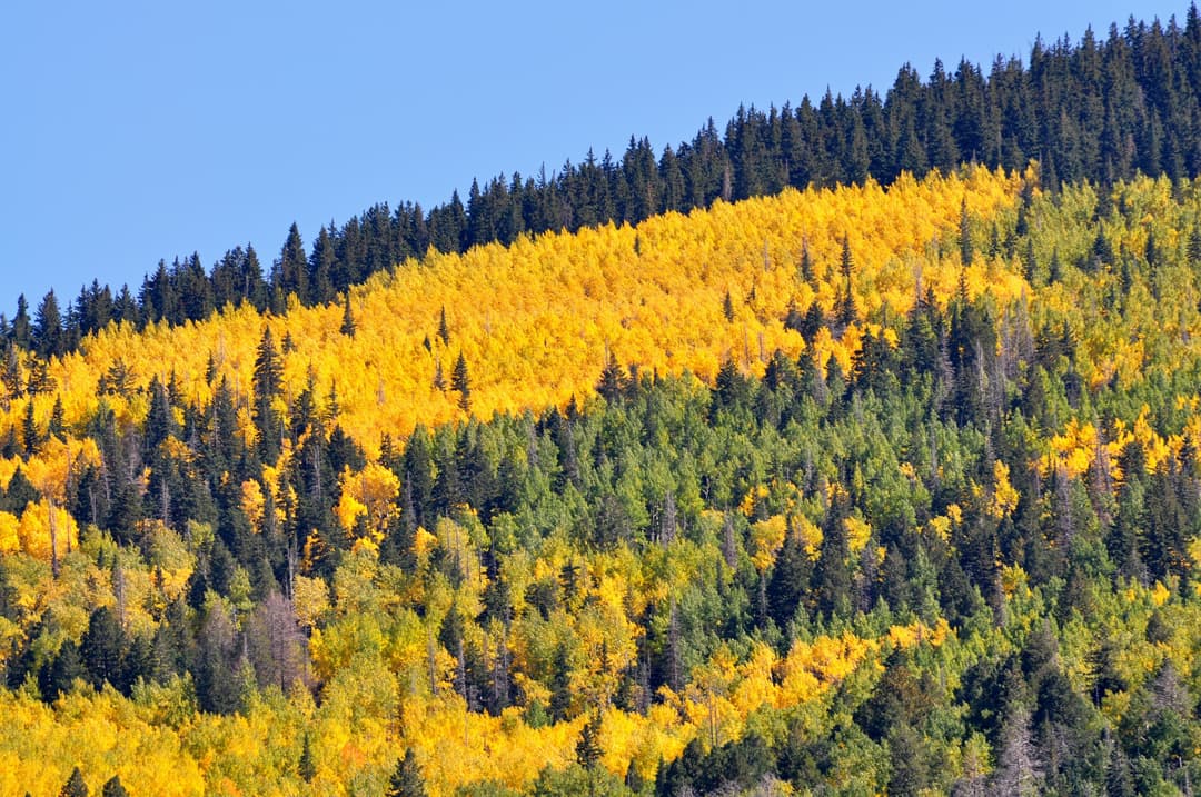 Telephoto shot of autumn aspens and conifers on a sunlit mountain slope.