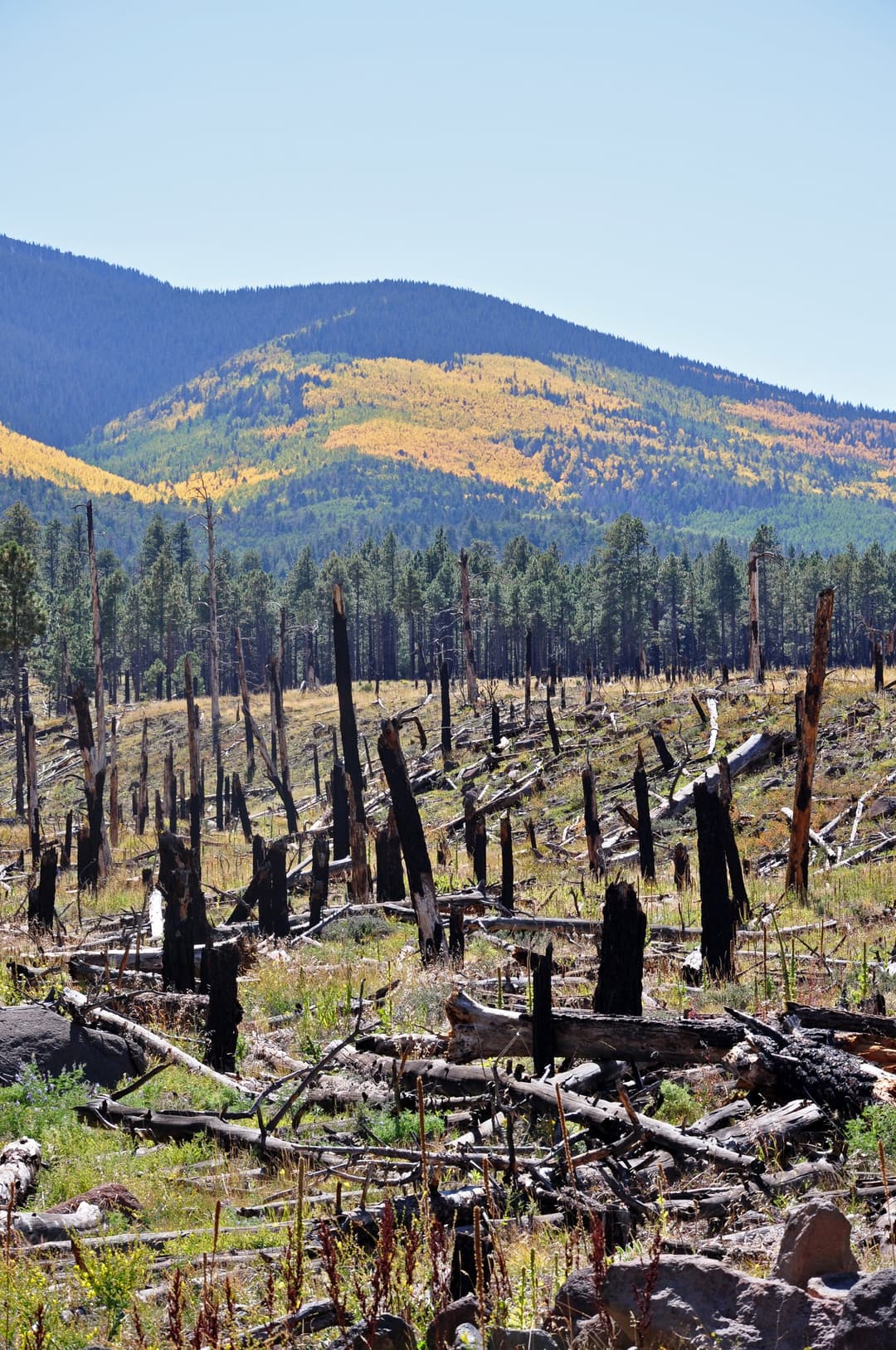 Wide angle of charred forest remains below autumn mountain slopes in daylight.