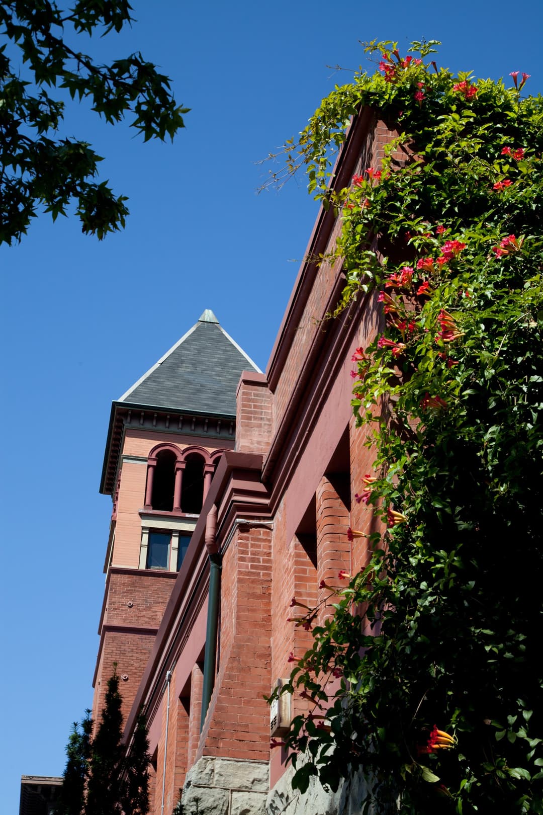 Upward view of the bell tower and brick facade with flowering vines