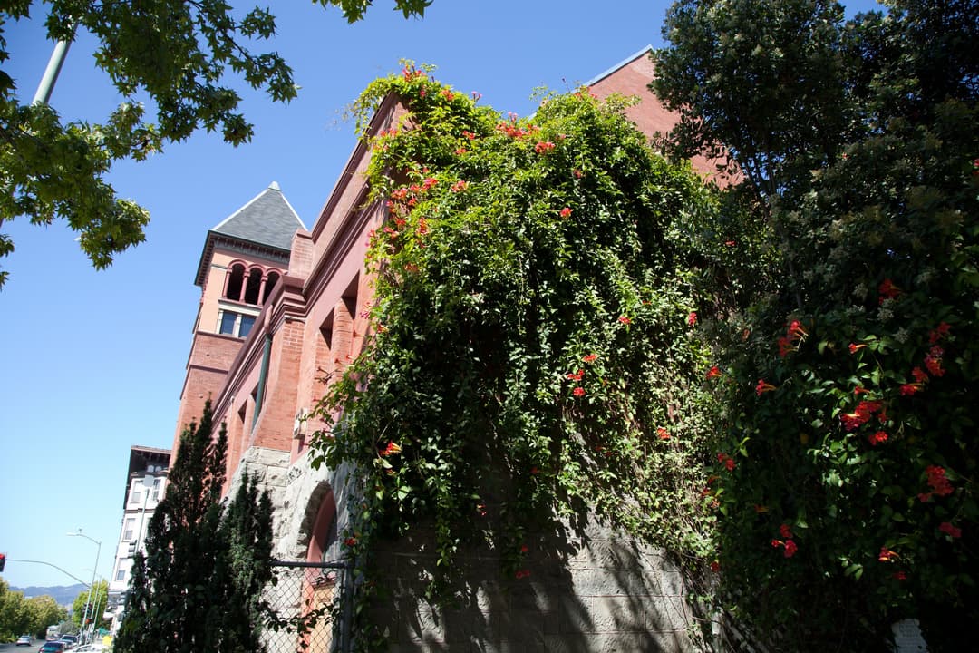 Lush flowering vines along the exterior brick wall and bell tower