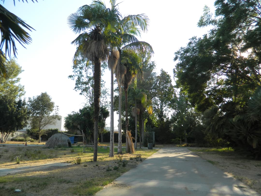 Paved path lined with tall palm trees on the grounds in afternoon light.