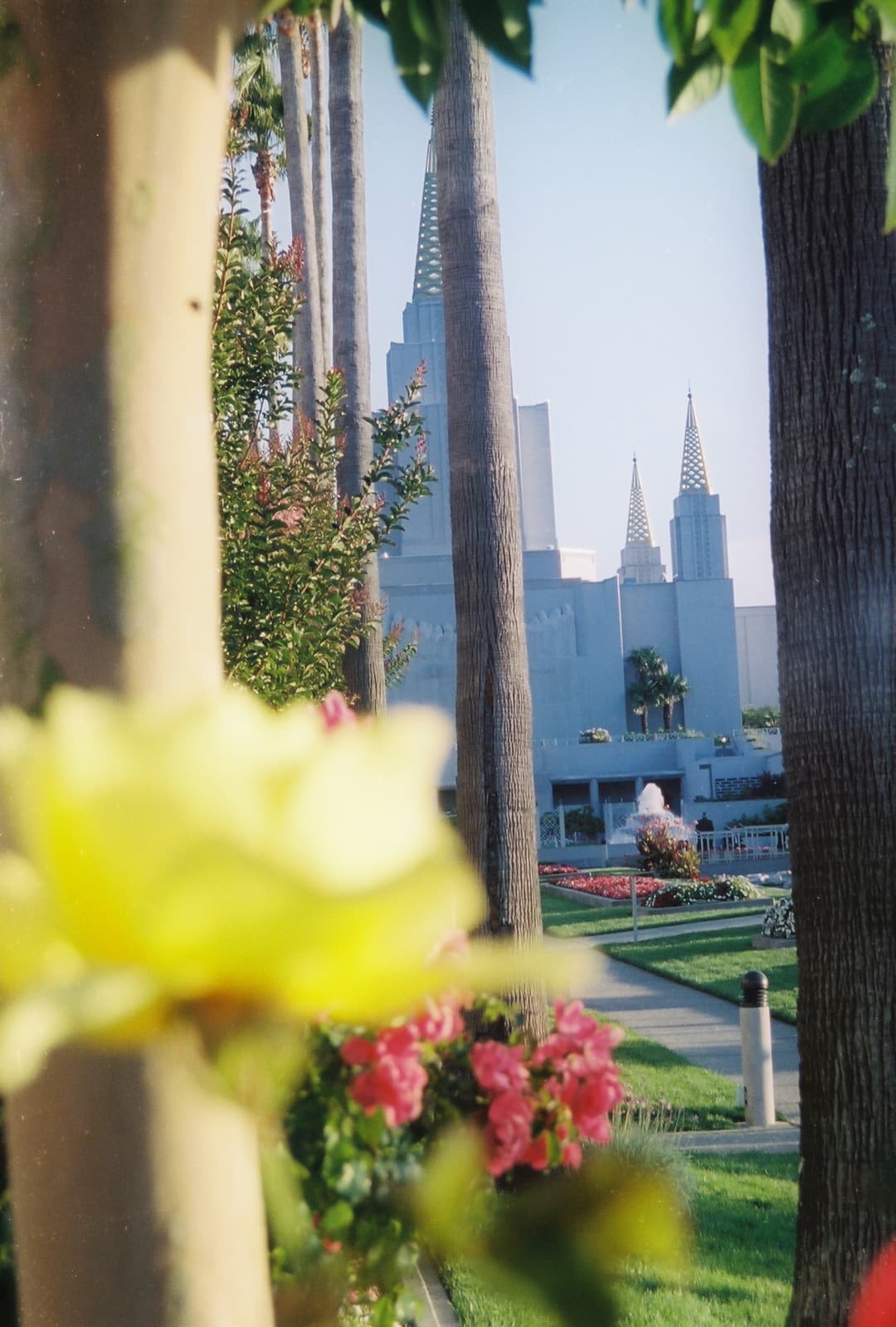 Grounds view of the Oakland Temple spires through trees and flowers.