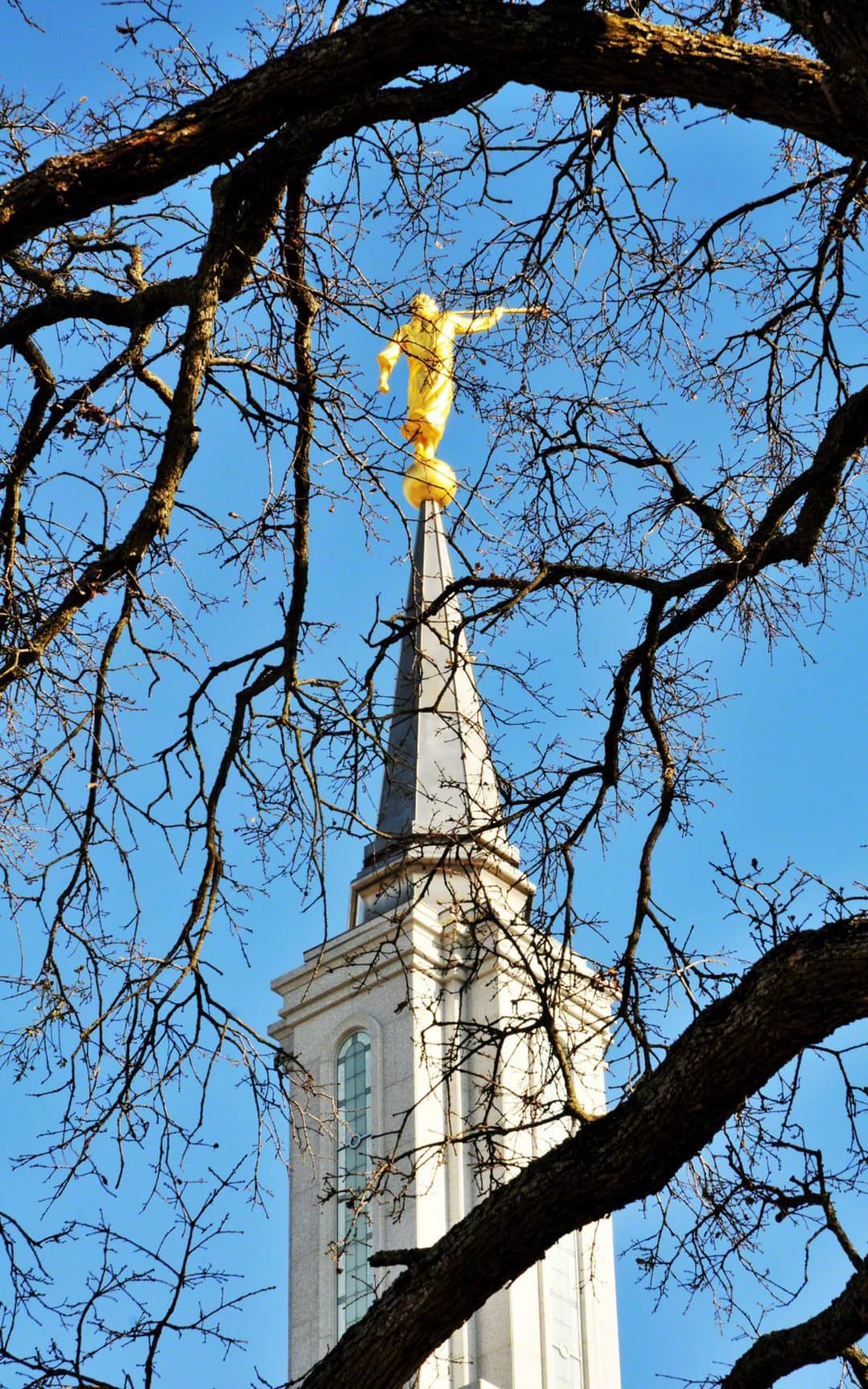 Spire and golden Angel Moroni statue framed by tree branches.