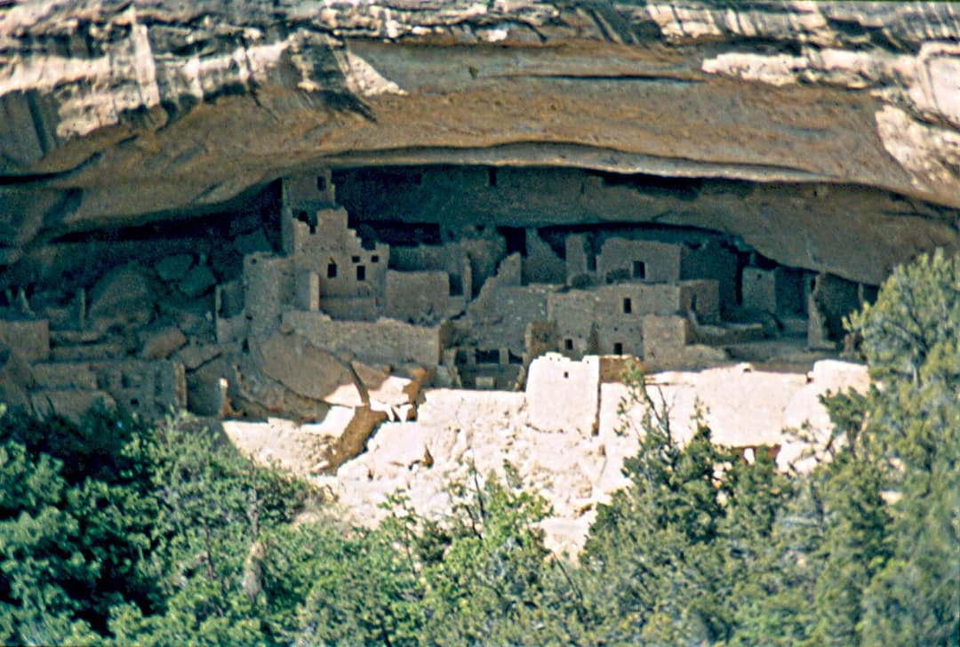 View of Cliff Palace's sandstone structures sheltered under a cliff alcove.