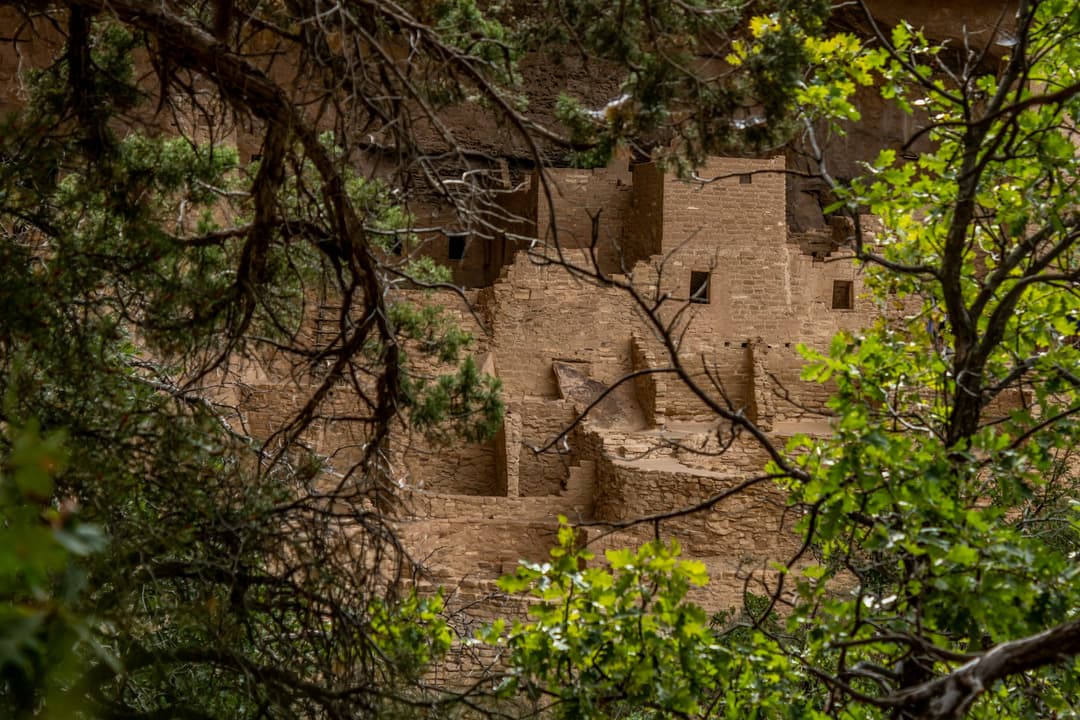 Cliff Palace sandstone structures framed through foreground tree branches.