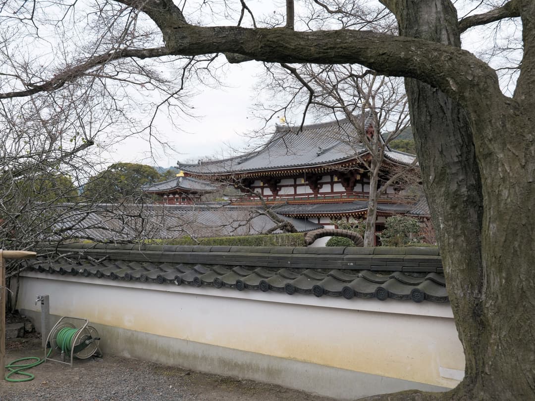 View of the temple roof framed by tree branches beyond a tiled white wall.