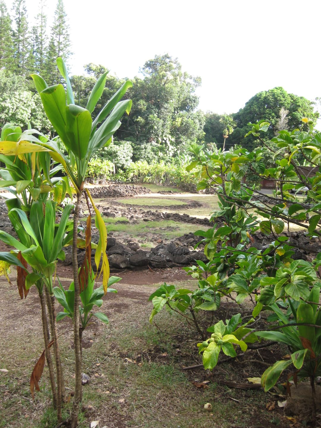 Dry-stacked basalt stone terraces framed by foliage at Keaʻiwa Heiau.