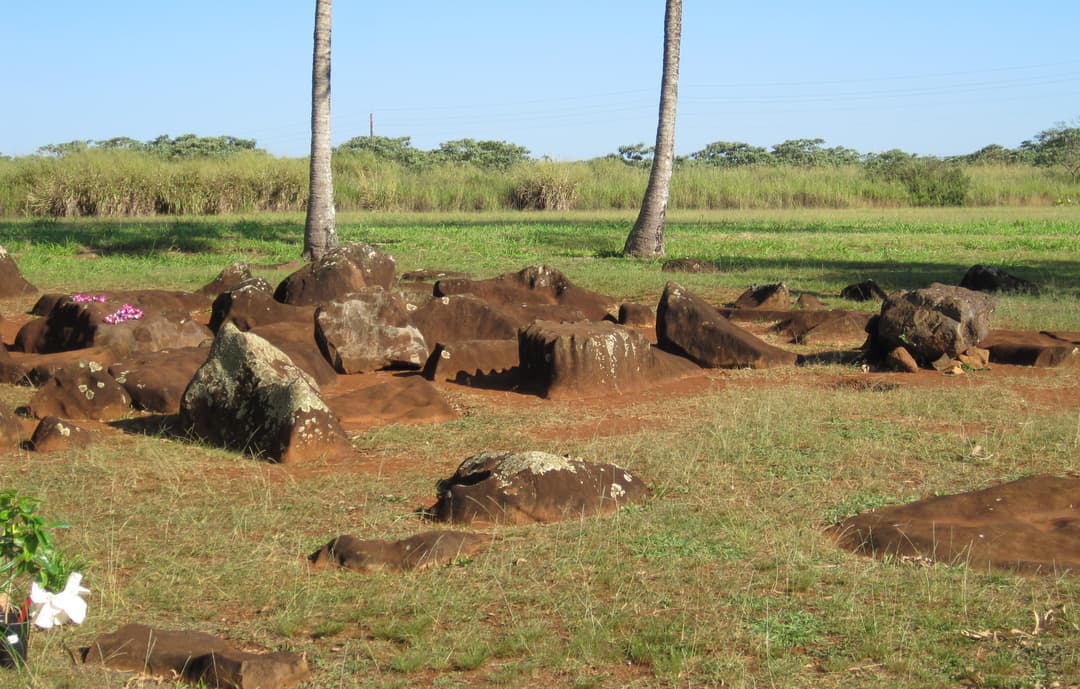 Volcanic basalt birthstones set in red soil beneath palm trees in daylight.