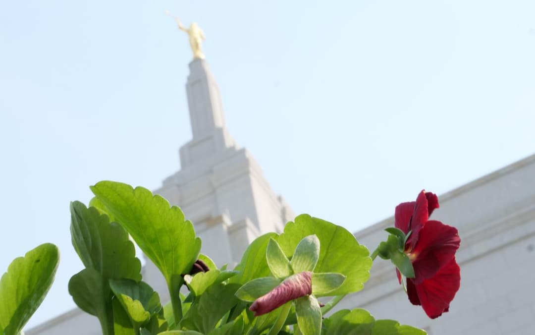 Low-angle view of the temple spire framed by foreground flowers.