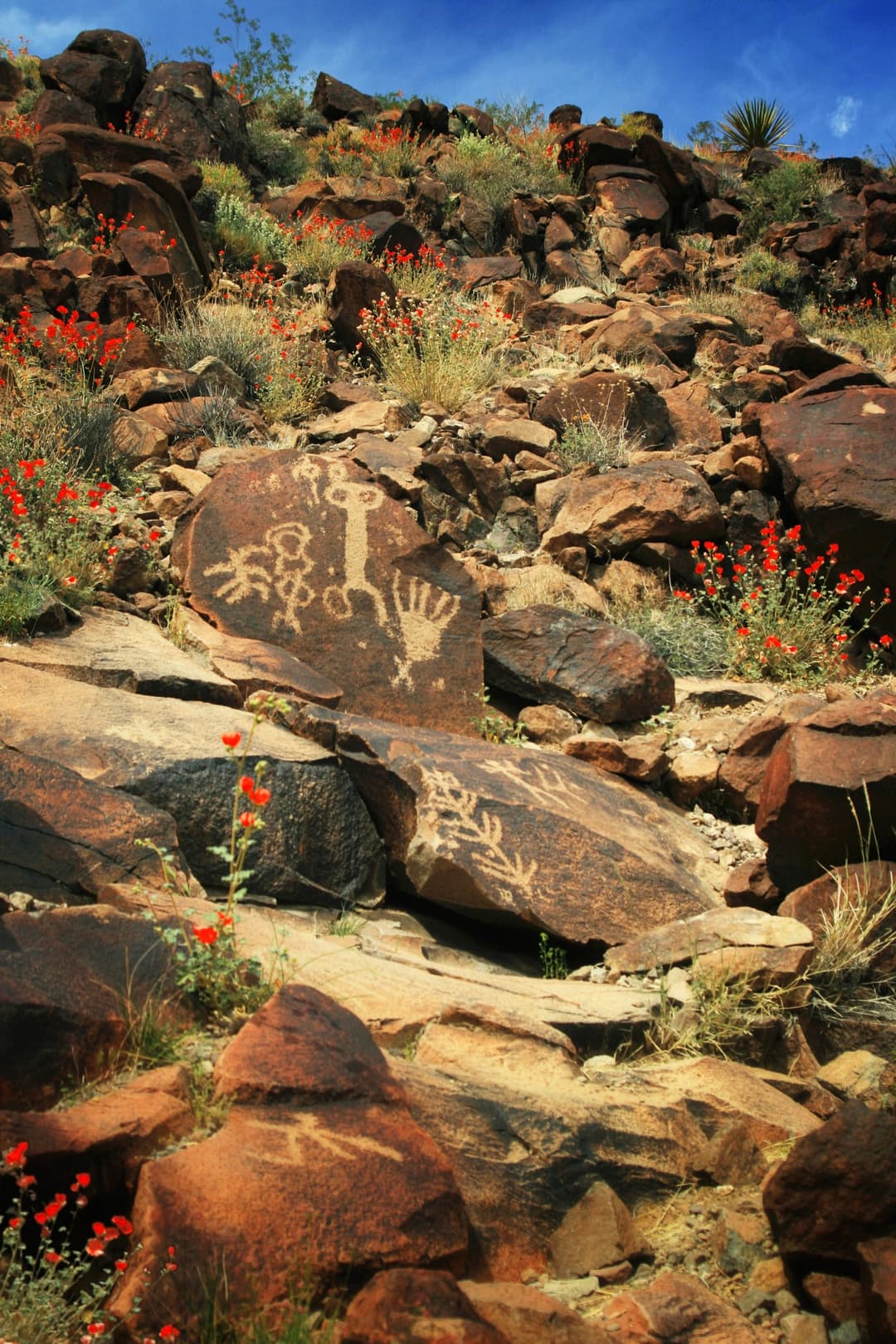 Low-angle view of petroglyphs on dark boulders among red wildflowers.