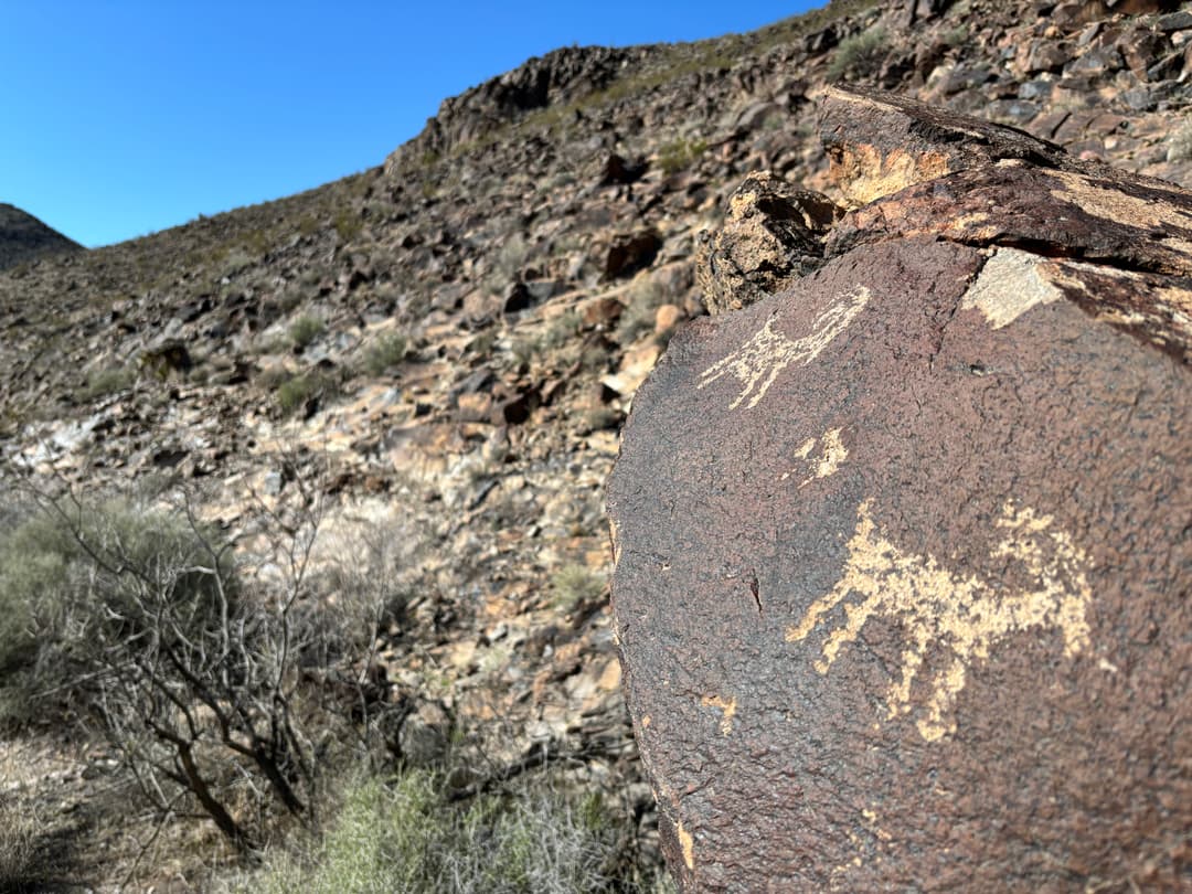 Detail of animal petroglyphs on dark volcanic rock in bright daylight.
