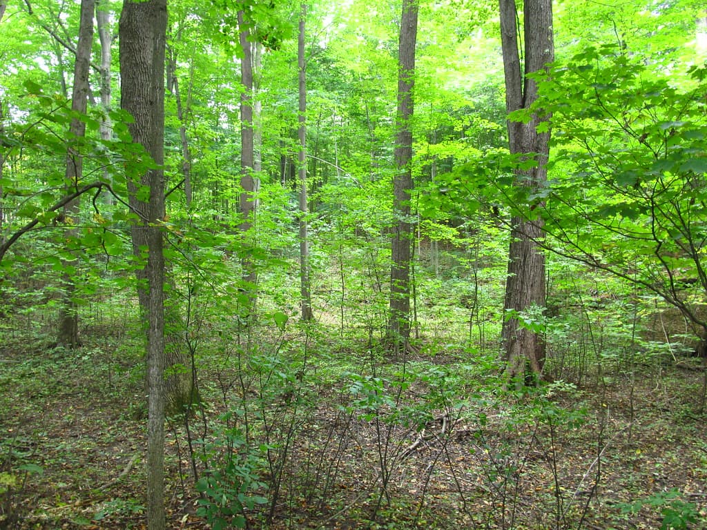 The forest floor is covered in leaves in the Sacred Grove.