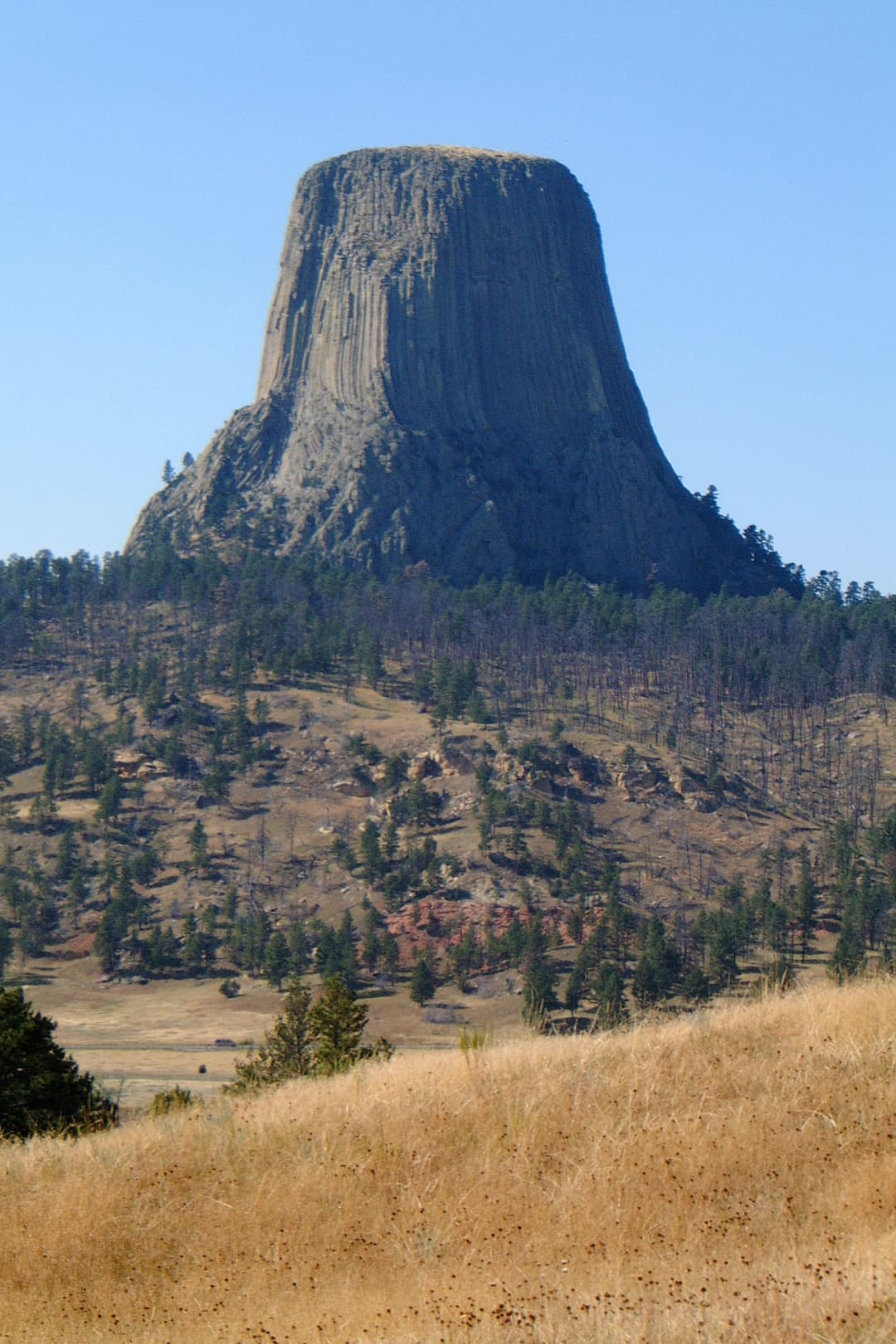 Distant view of Devils Tower rising above pine-covered hills.