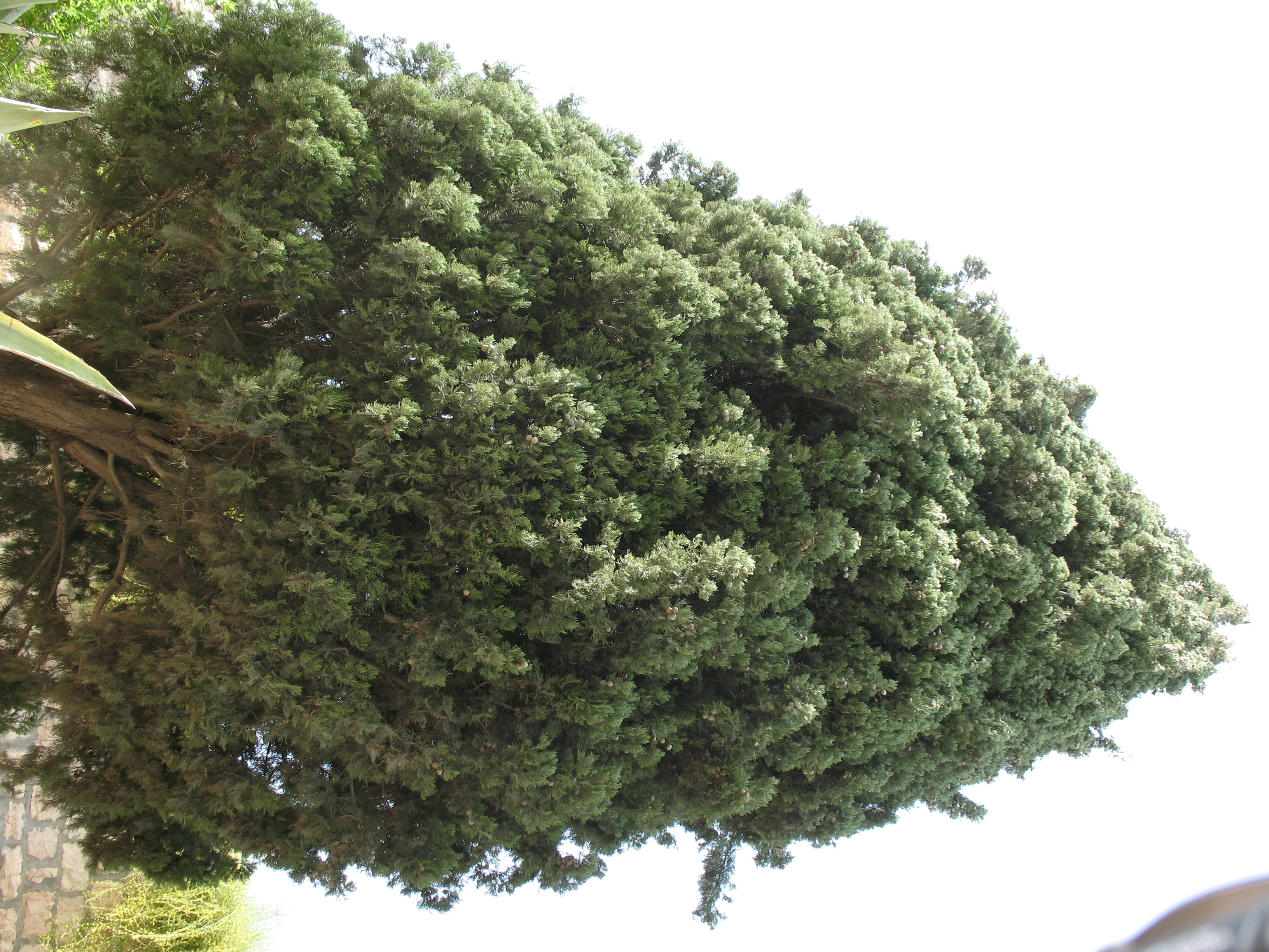 The serene garden setting