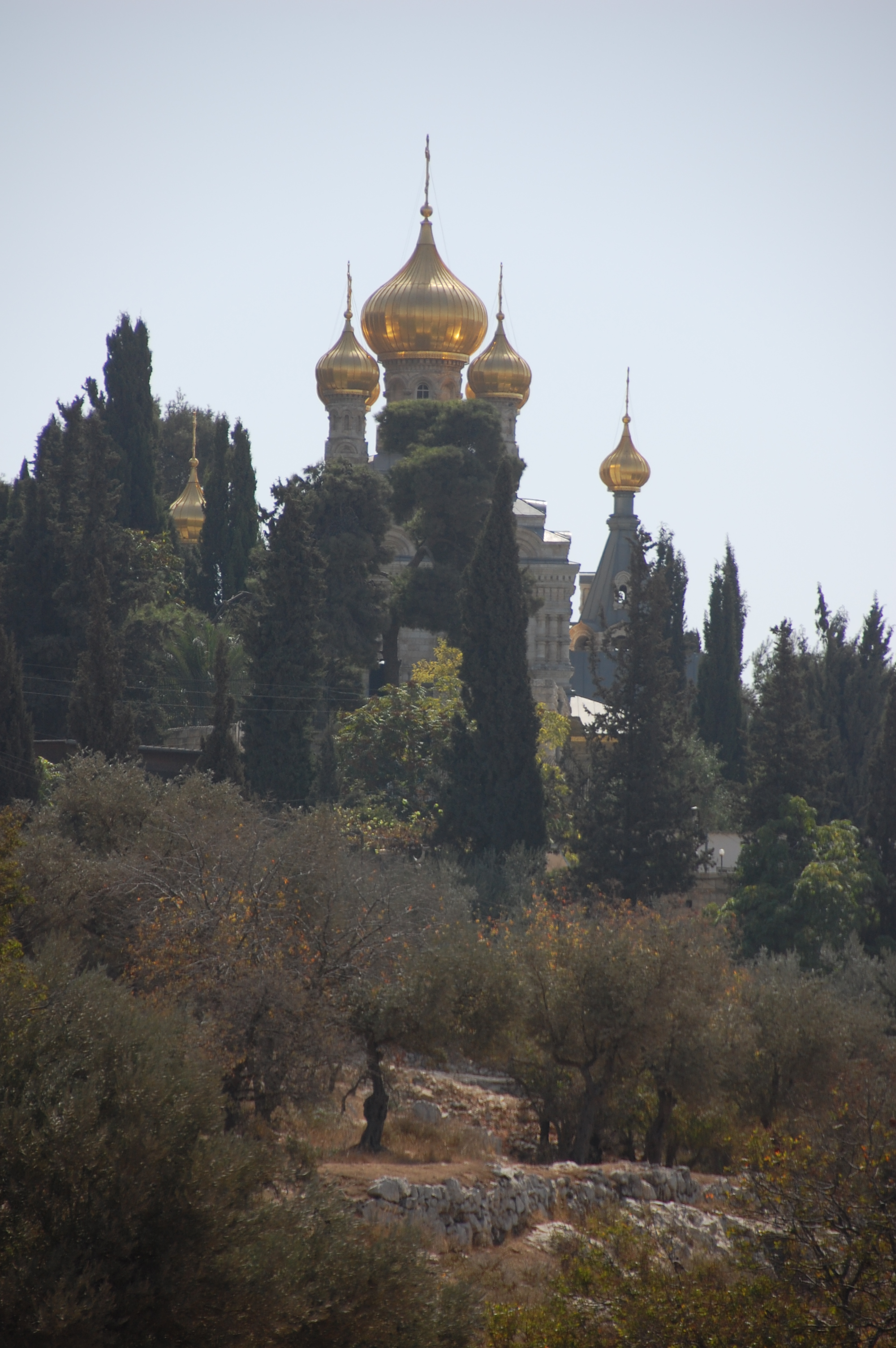 Olive trees on the Mount of Olives.