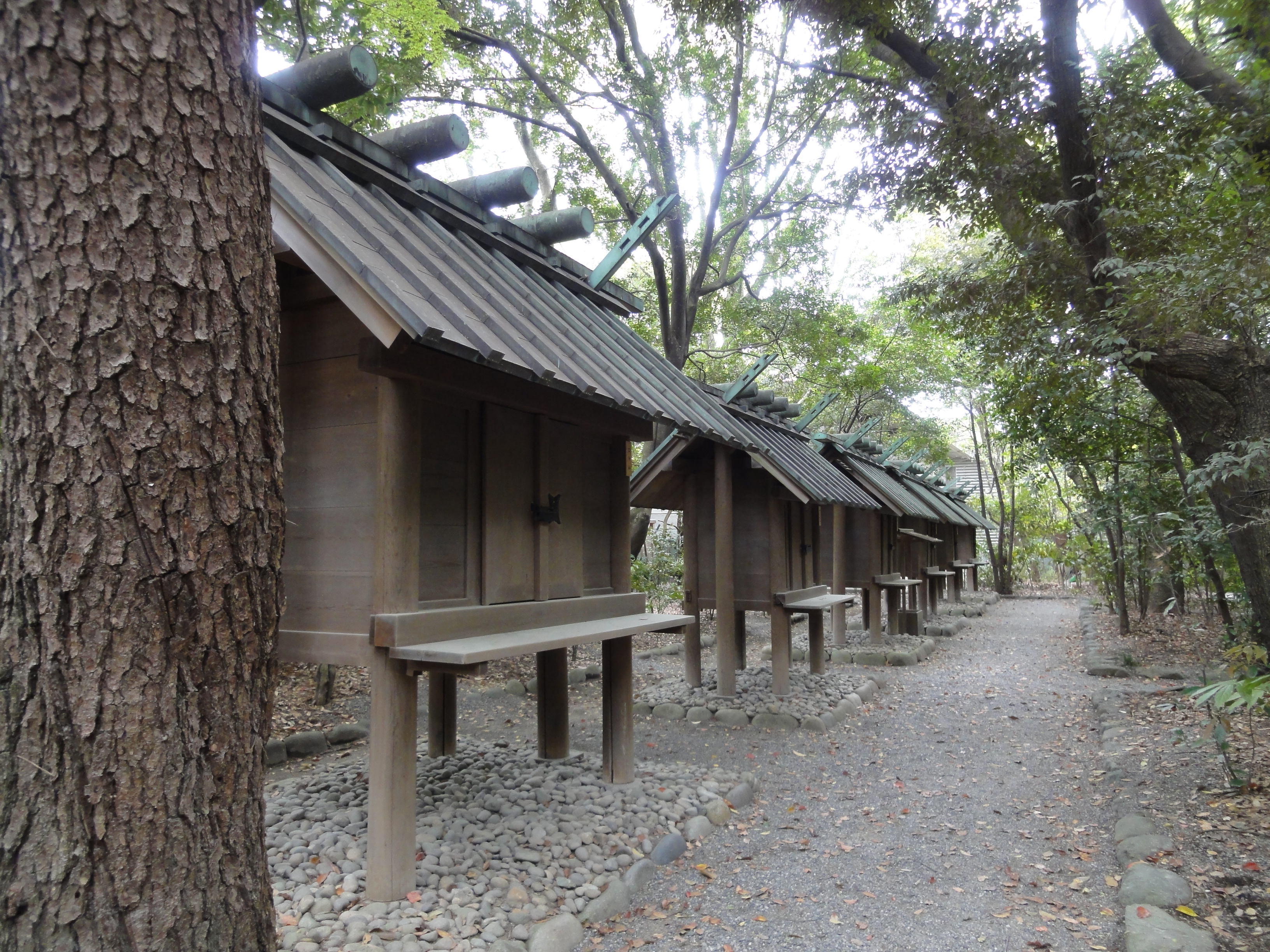 A sacred camphor tree, adorned with shimenawa, within the shrine grounds.