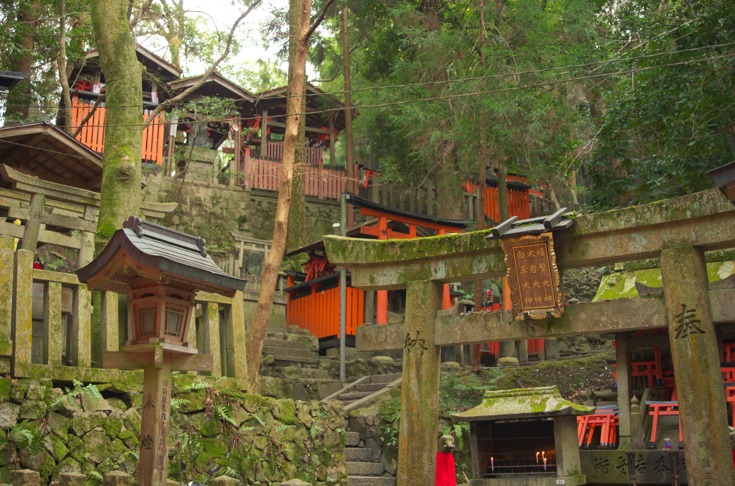Another view of the torii gates in the evening light.
