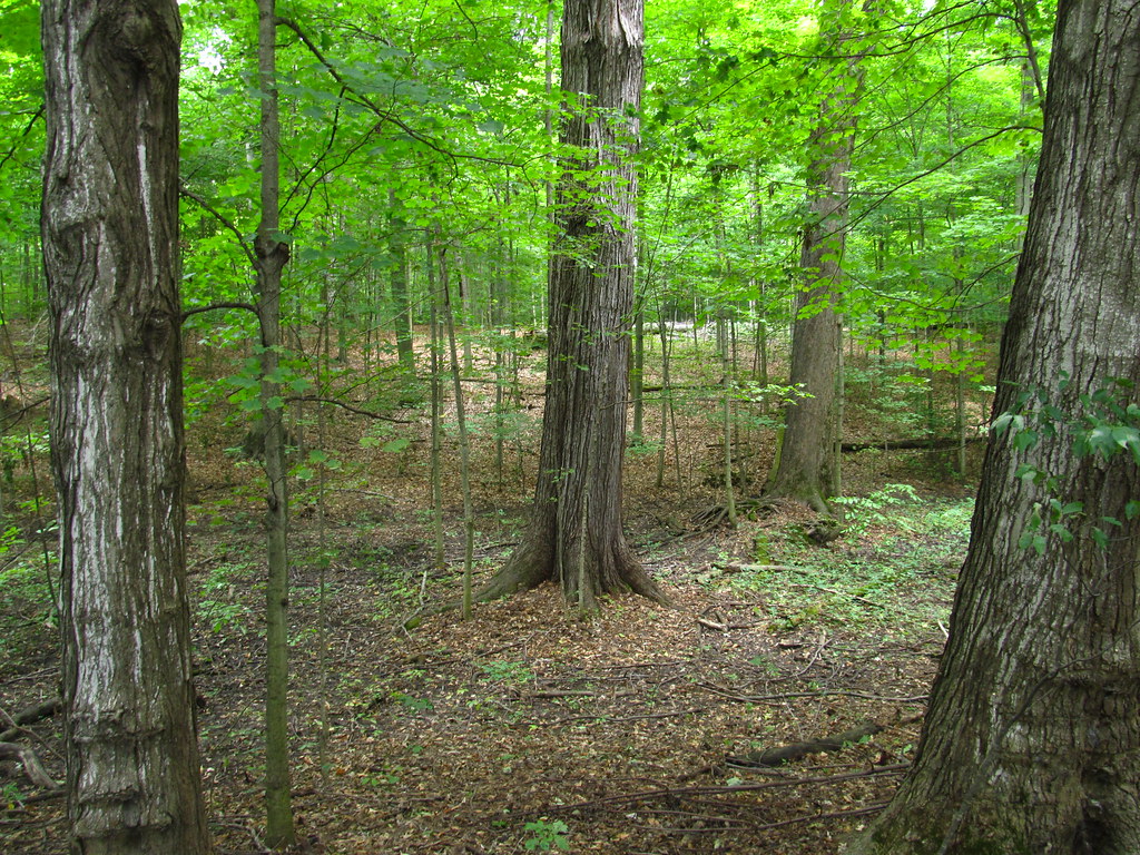 Visitors reflect in the tranquil setting of the Sacred Grove.