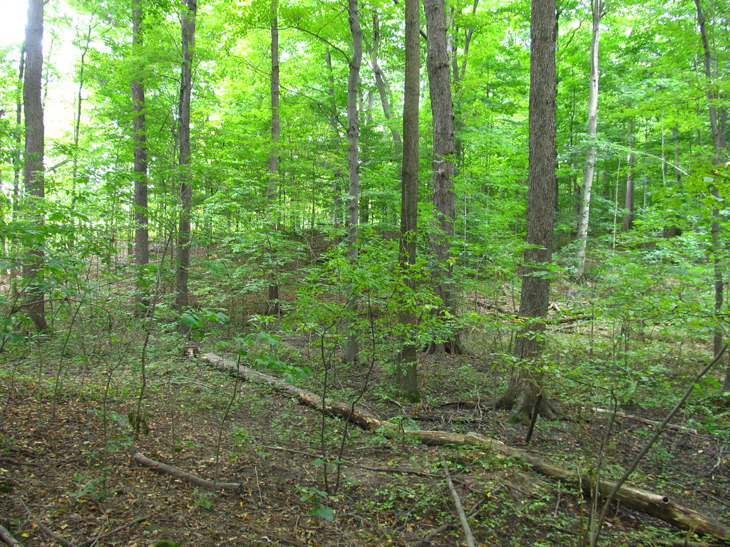 A quiet spot for contemplation in the Sacred Grove.