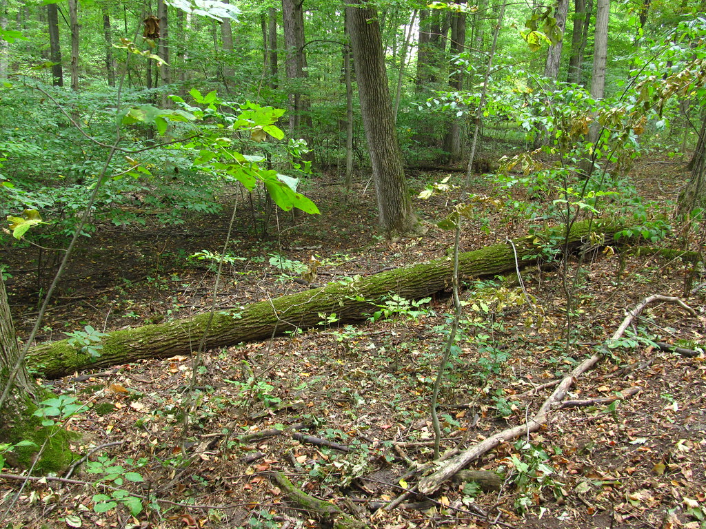 The beauty of nature in the Sacred Grove.