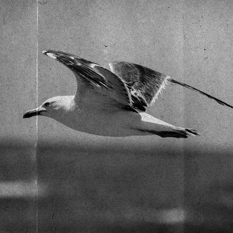 1861 Seagull Miracle