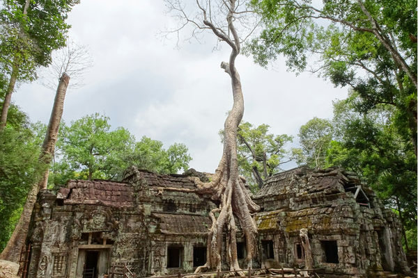 The Ta Prohm Temple in Siem Reap, Cambodia with a large tree growing out of the stone structure can be seen under a gray-clouded sky. Trees surround each side of the temple around the back.