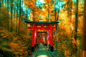 Bright Autumn leaves coat the landscape with a brilliant orange against a teal-blue sky. A series of red Torii gates sit in the foreground, extending backward over a gray stone path.