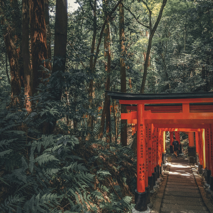 A dense forest with little light coming from above with red Torii gates to the bottom right of the shot.